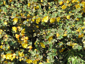 California native plant: Fremontodendrun californicum