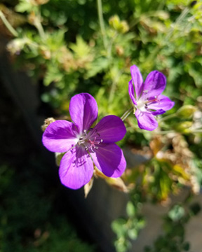 Hardy geranium