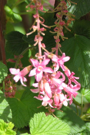 picture of flower Ribes Sanguineum