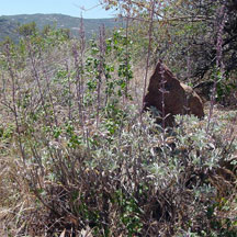 Salvia apiana, local native plant in natural setting