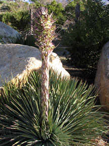 Native plant: Hesperoyucca whipplei, planted in garden setting