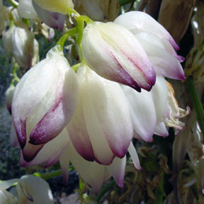 Native plant: Hesperoyucca whipplei, closeup of blooms